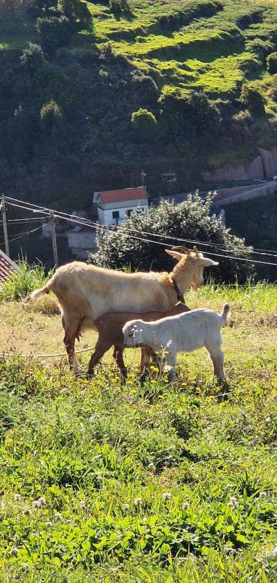 Ziegen auf einem Hang auf Madeira
